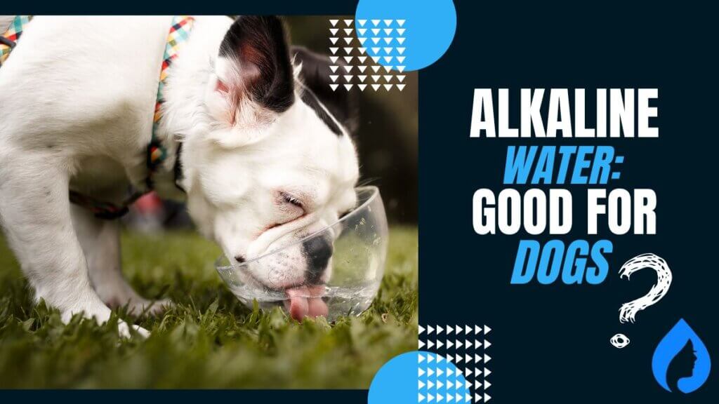 Benefits of alkaline water for your dog
