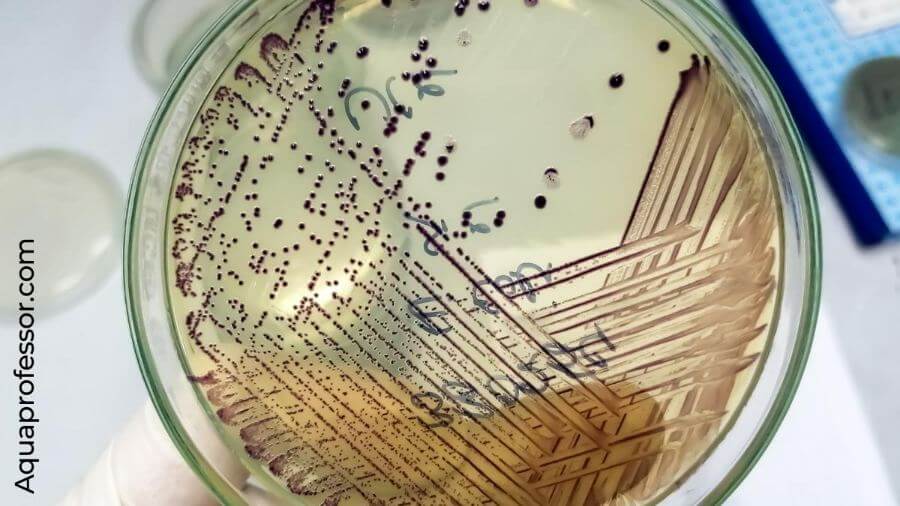 6 Coliform Bacteria in Well Water
