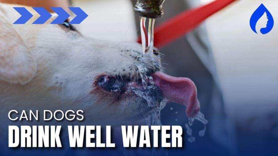 can dogs drink well water